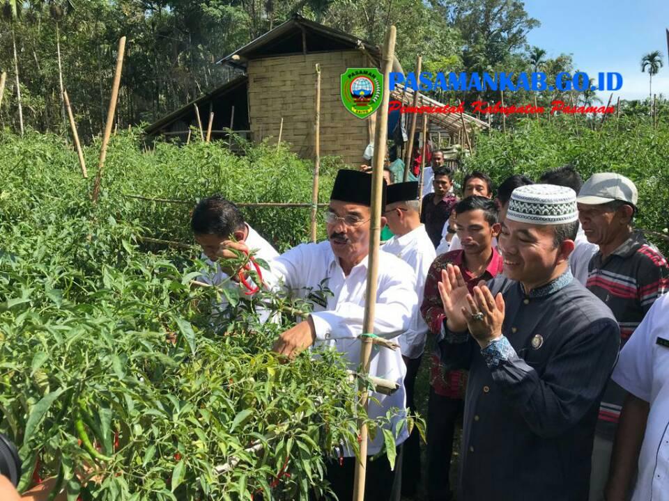 Bupati H. Yusuf Lubis. SH. M.Si Panen Perdana Cabe Super Milik Masyarakat Du'afa Binaan Baznas Pasaman