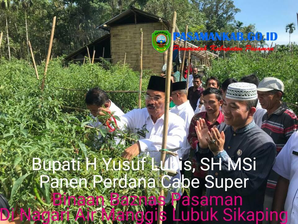 Bupati H. Yusuf Lubis. SH. M.Si Panen Perdana Cabe Super Binaan Baznas Pasaman