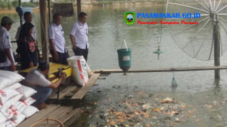 Kepala Dinas Perikanan  Kabupaten Pasaman  M. Dwi Richie J.P, S.Pi, M.Si  Tinjau Kolam Ikan Kelompok Tani